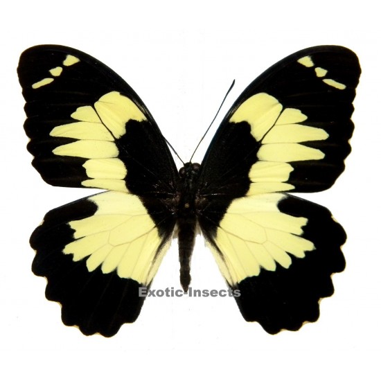 Papilio euchenor naucles