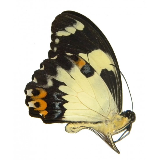 Papilio euchenor naucles