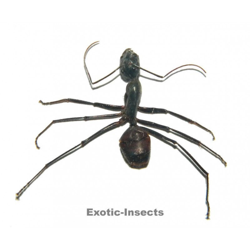 Camponotus gigas WORKER