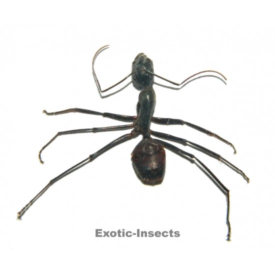 Camponotus gigas WORKER
