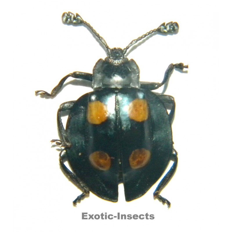 Eumorphus marginatus