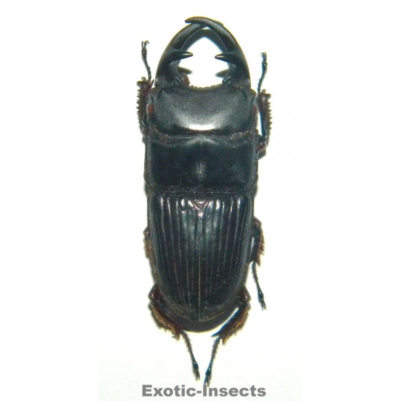 Aegus sp.01 (35-39mm)