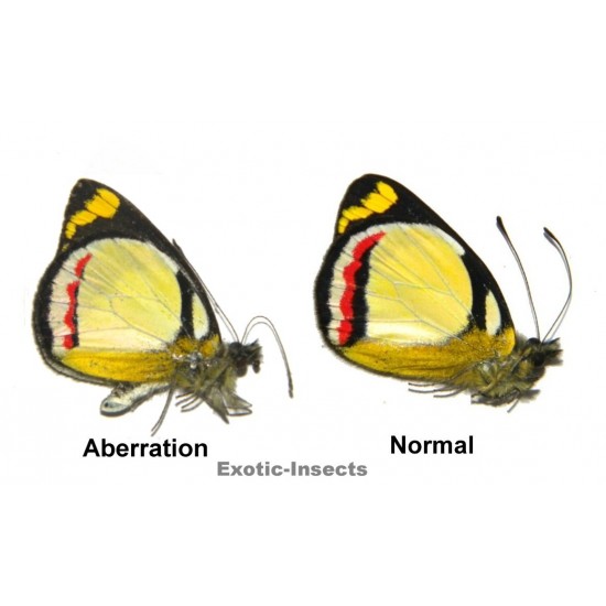 Delias bothwelli VARIATION 06