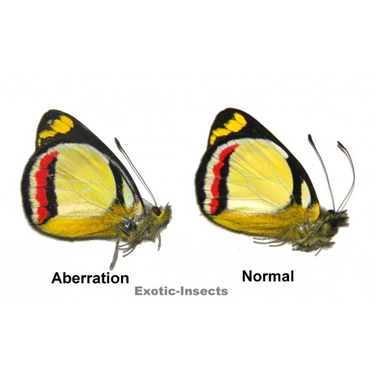 Delias bothwelli VARIATION 07