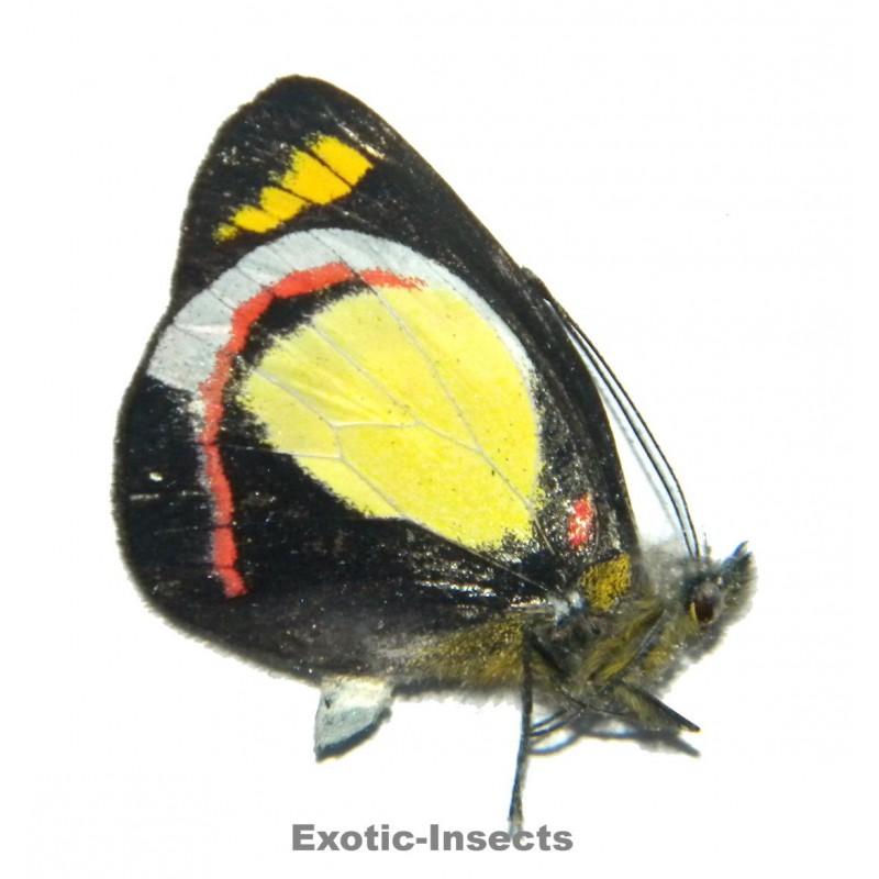 Delias dixeyi VARIATION 06