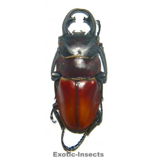 Odontolabis sommeri sommeri TELEDONT (40-44mm)