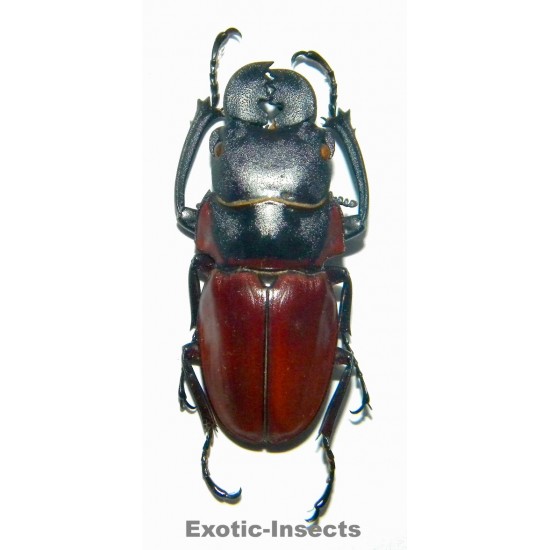 Odontolabis sommeri sommeri AMPHIODONT (40-49mm