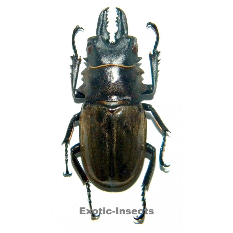 Odontolabis dalmanni Dalmanni (60-69mm)