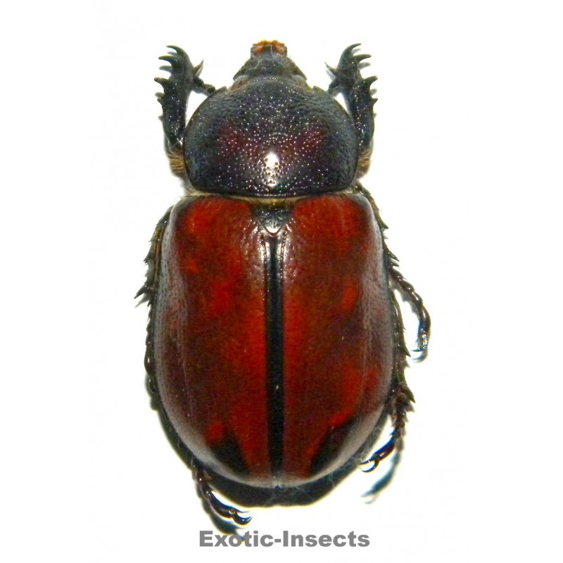 Golofa eacus