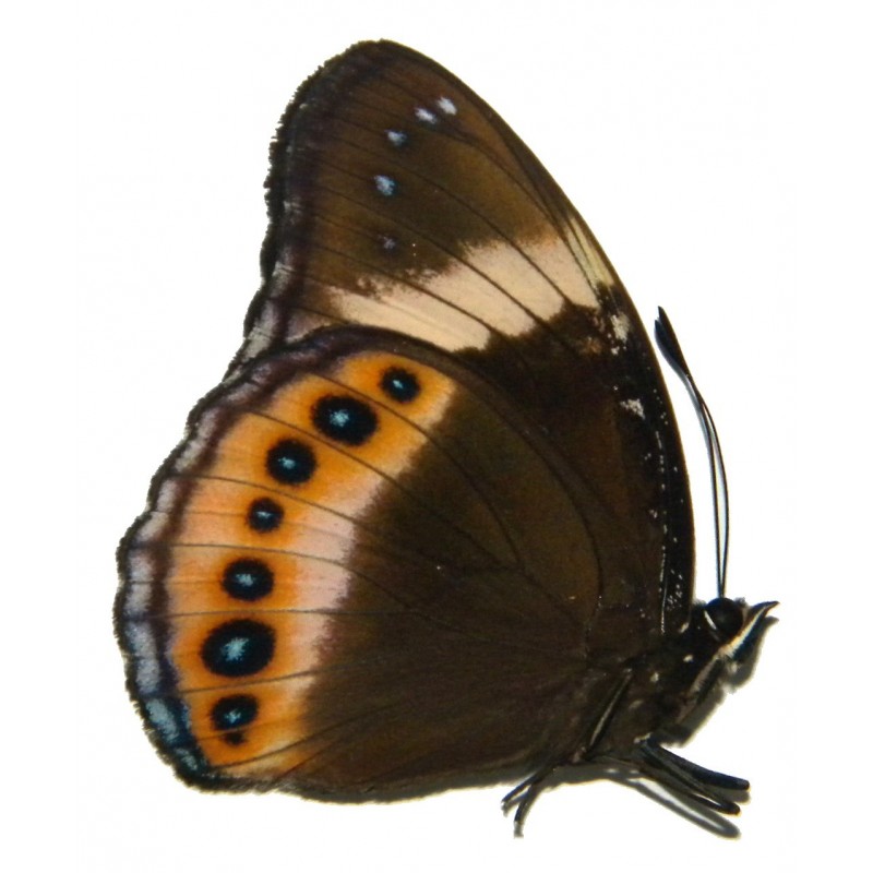 Hypolimnas deois hewitsoni