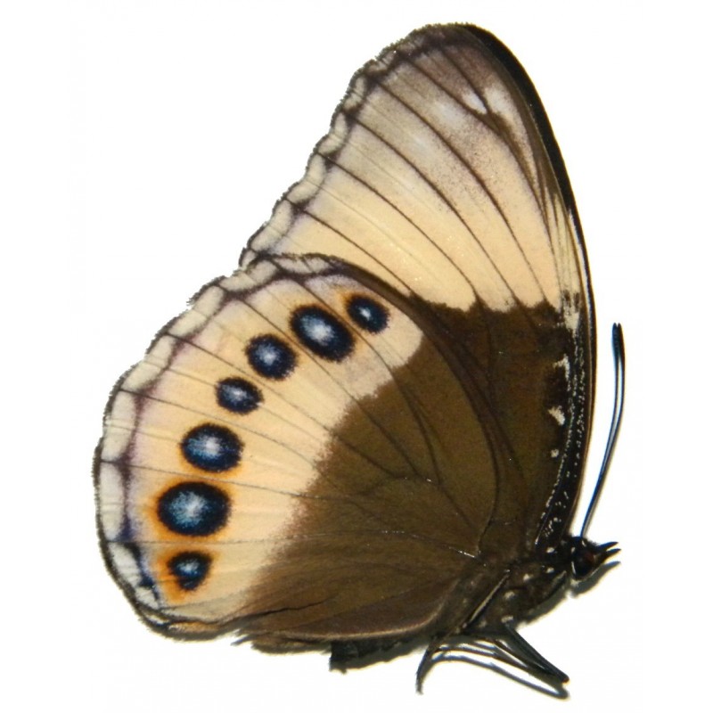 Hypolimnas deois hewitsoni
