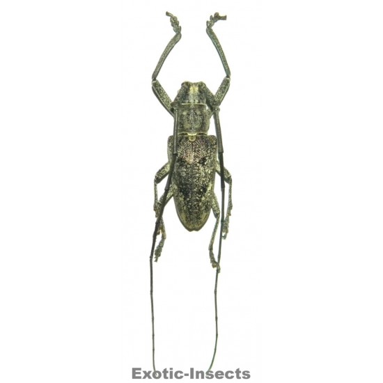 Pelargoderus sp.01
