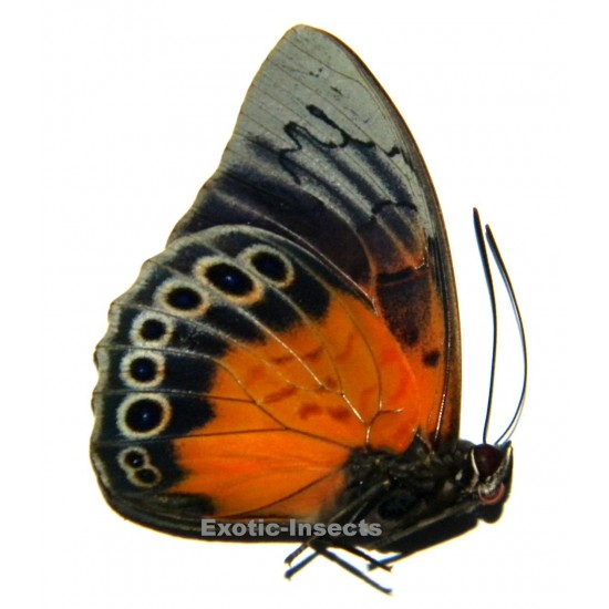 Prepona dexamenis dexamenis X Agrias beatifica HYBRID