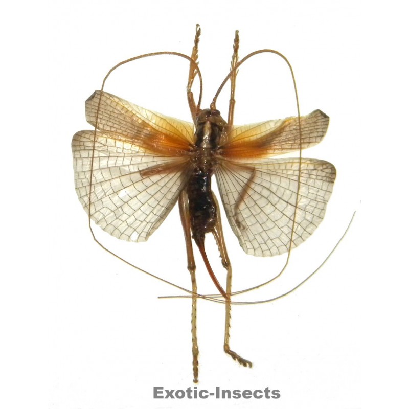 Gryllacrididae sp.08