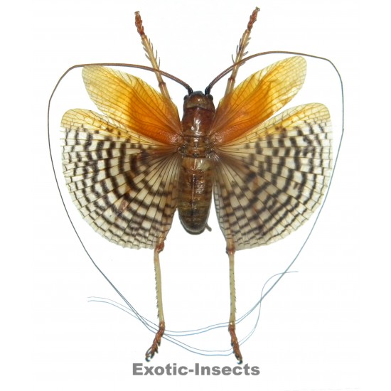 Gryllacrididae sp.11