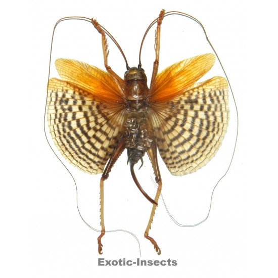 Gryllidae sp.11