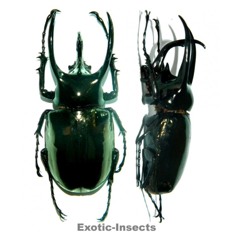 Chalcosoma atlas keyboh (60-69mm)