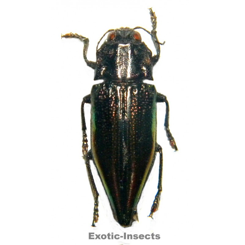 Cyphogastra sp.01 (19-25mm)