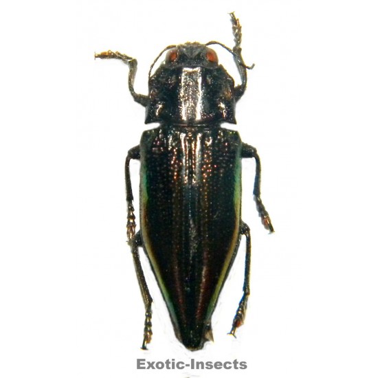 Cyphogastra sp.01 (19-25mm)