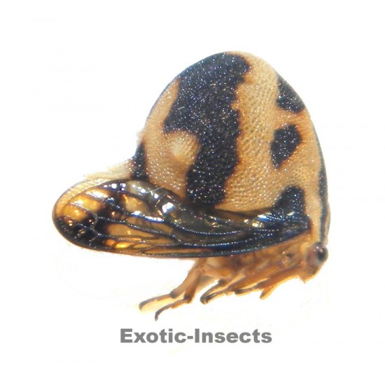 Membracidae sp.23