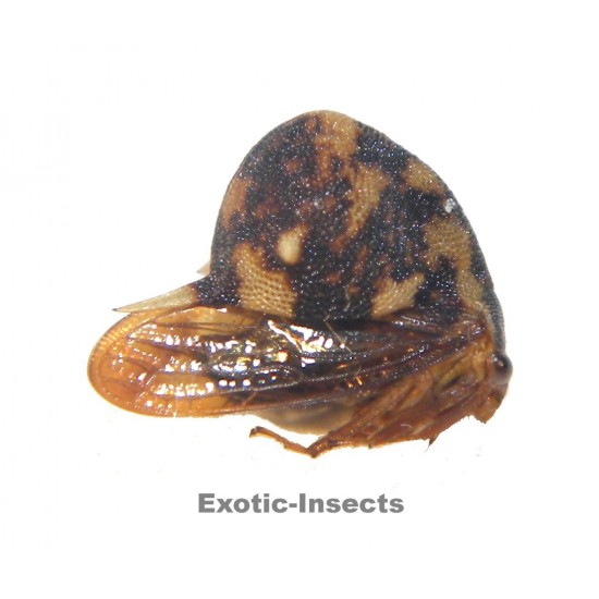 Membracidae sp.24