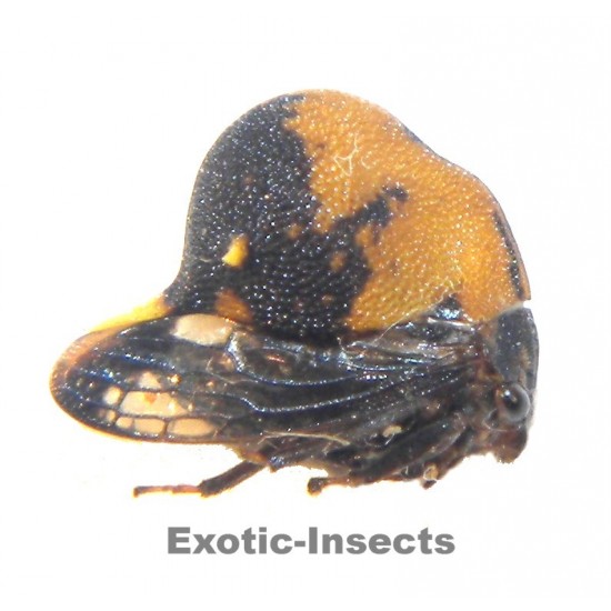 Membracidae sp.32