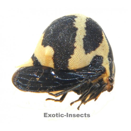 Membracidae sp.25