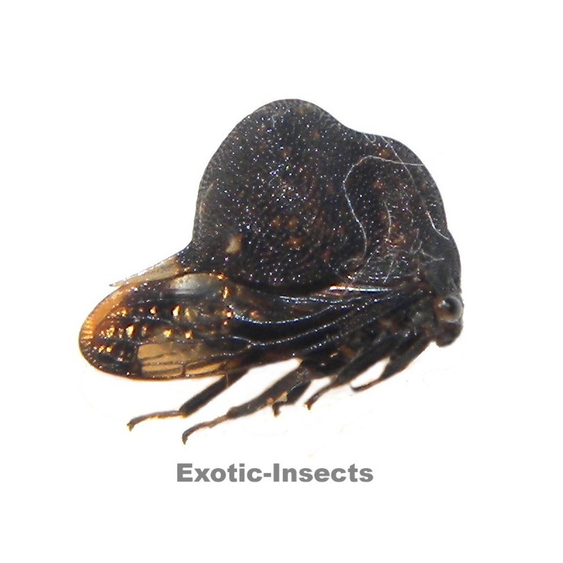 Membracidae sp.52