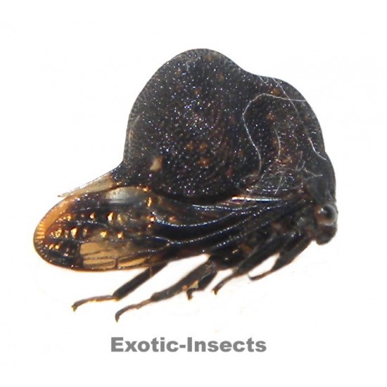 Membracidae sp.52