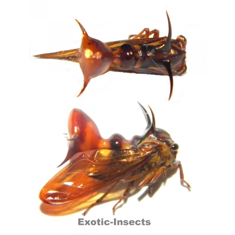Heteronotus sp.01
