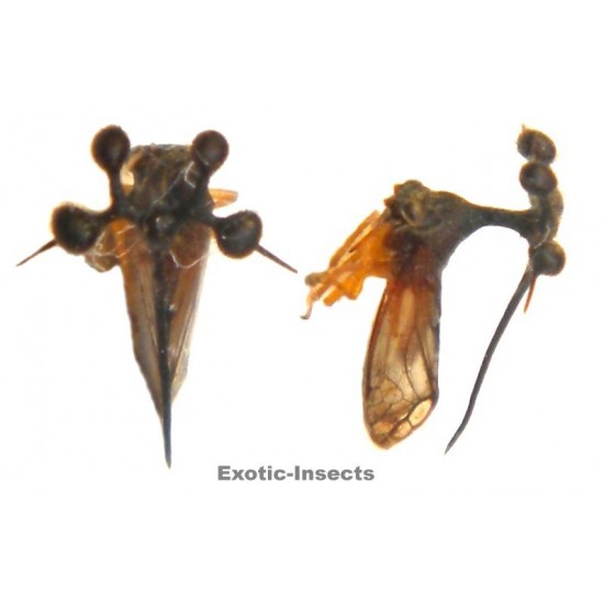 Bocydium sp.01