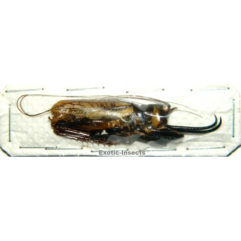 Dicranostomus nitidus (45-49mm)