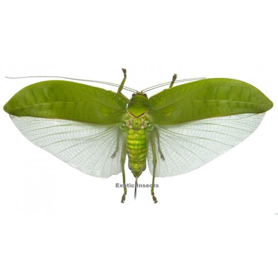 Pseudophyllus neriifolius