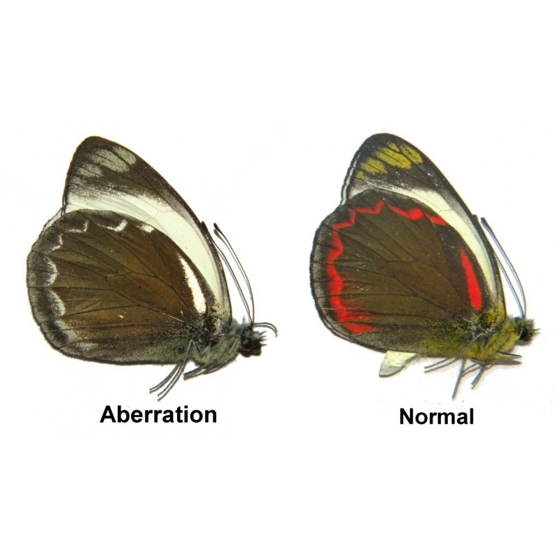 Delias buruana ABERRATION