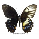Papilio gambrisius gambrisius  GYNANDROMORPH