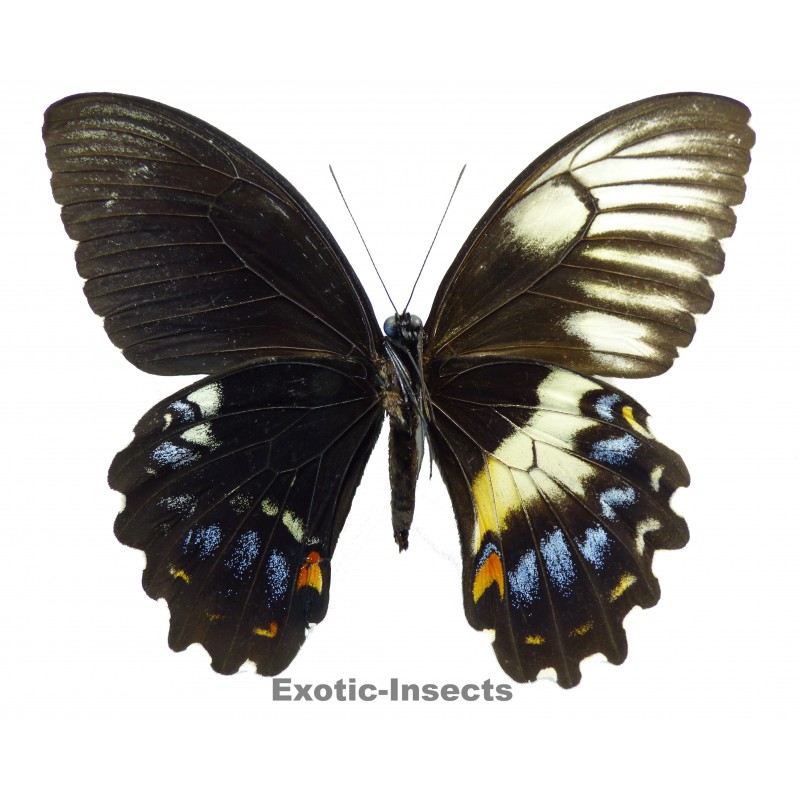 Papilio gambrisius gambrisius  GYNANDROMORPH