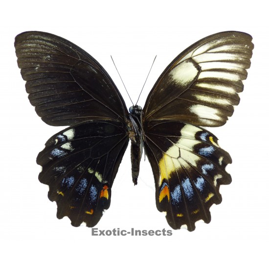 Papilio gambrisius gambrisius  GYNANDROMORPH