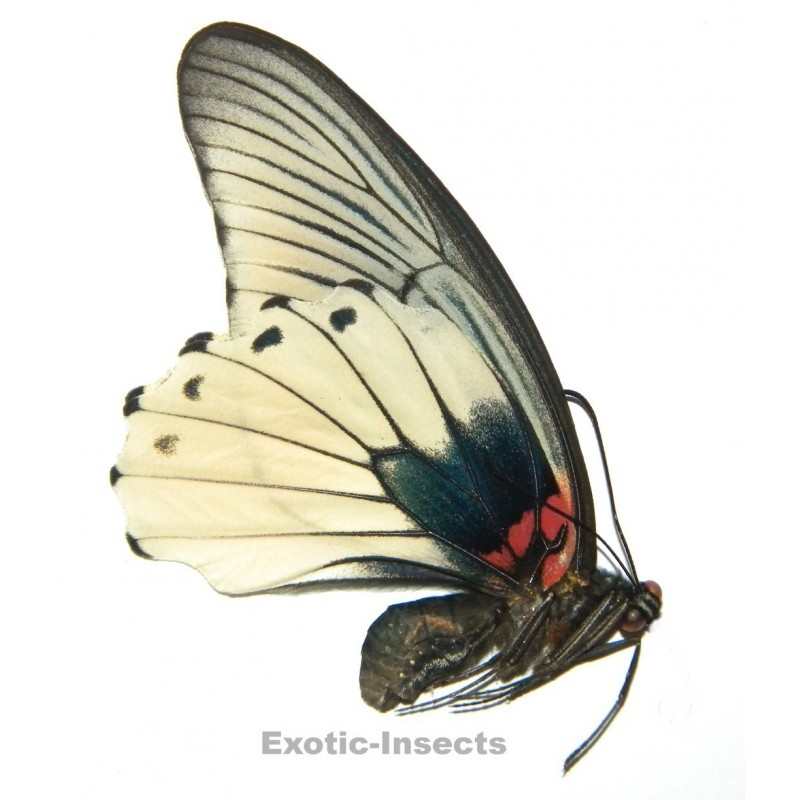 Papilio memnon agenor FORM 2
