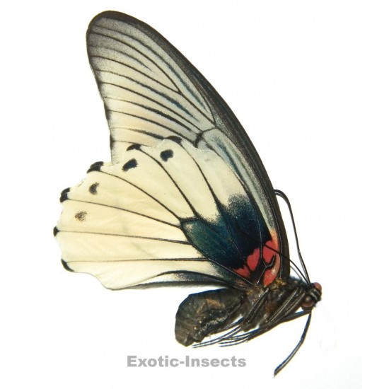 Papilio memnon agenor FORM 2