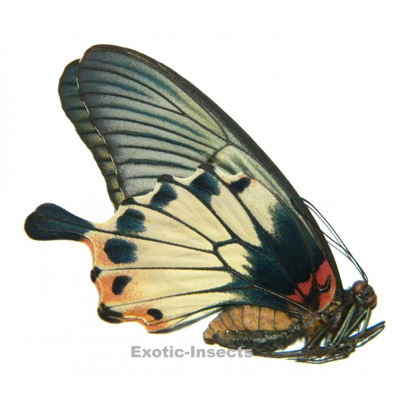 Papilio memnon distantianus FORM 4