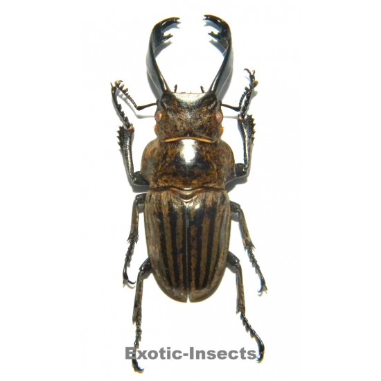 Calcodes striata (35-39mm)