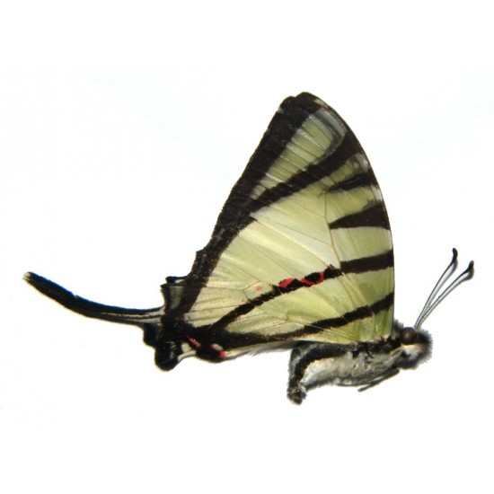 Deoris agetes insularis