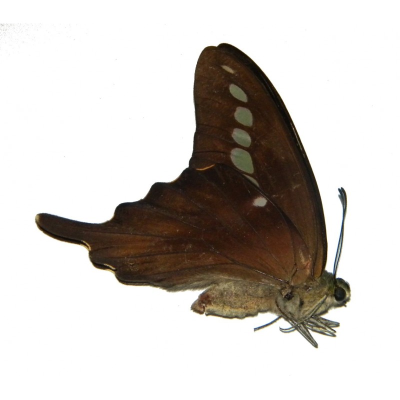 Graphium codrus codrus