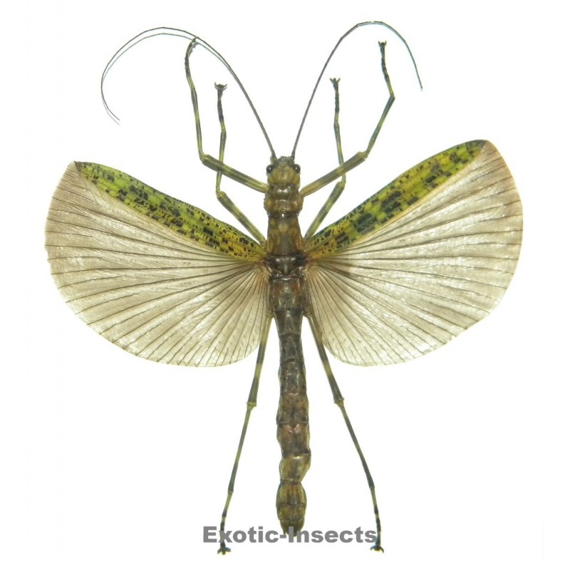 Aschiphasma annulipes