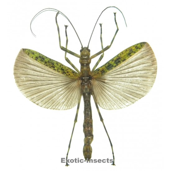 Aschiphasma annulipes
