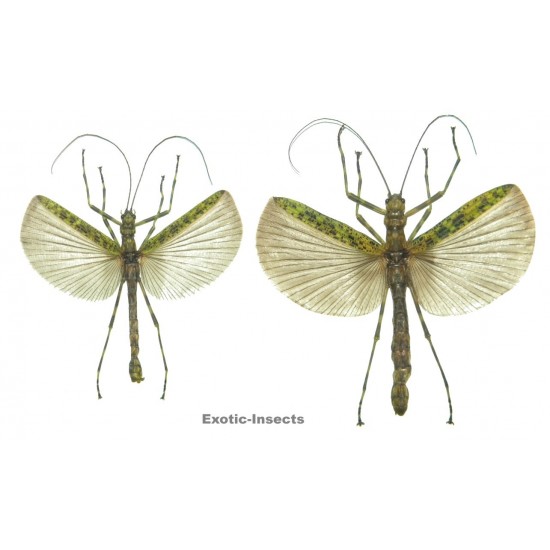 Aschiphasma annulipes