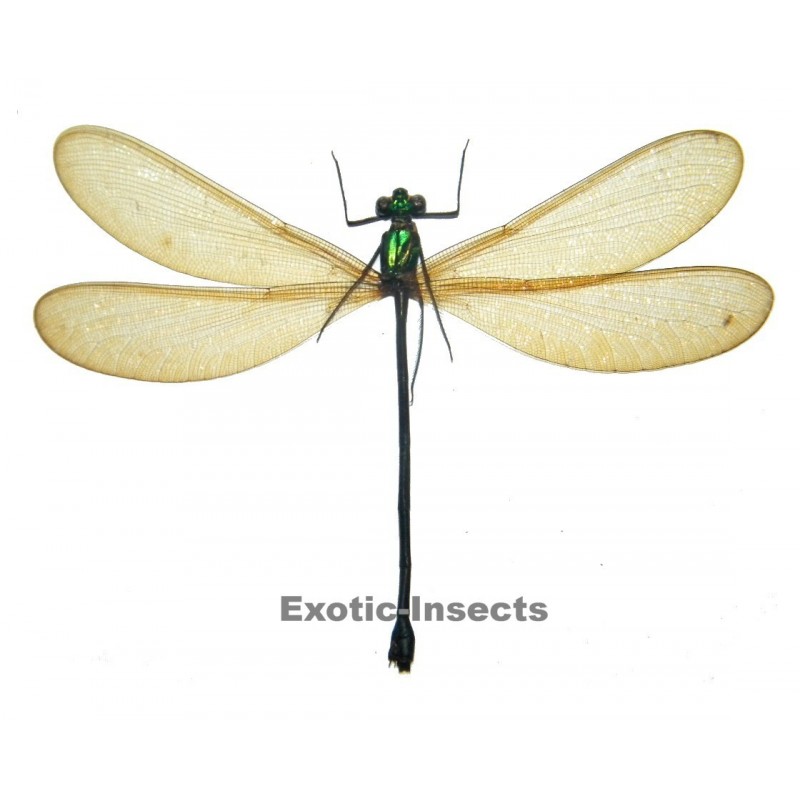 Neurobasis chinensis florida