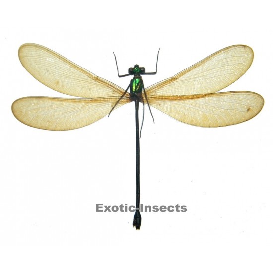 Neurobasis chinensis florida