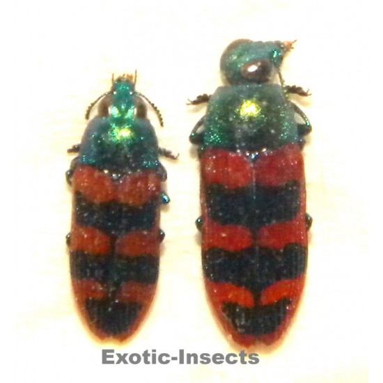 Castiarina crenata
