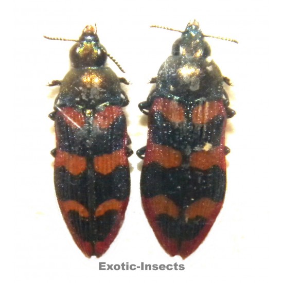 Castiarina punctatosulcata